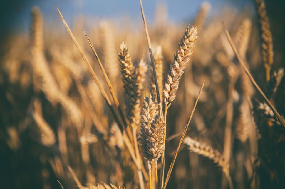 Free Image of A close up of wheat 