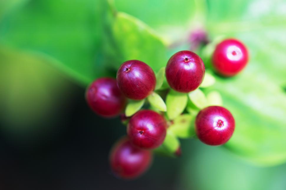 Free Image of A close up of berries 