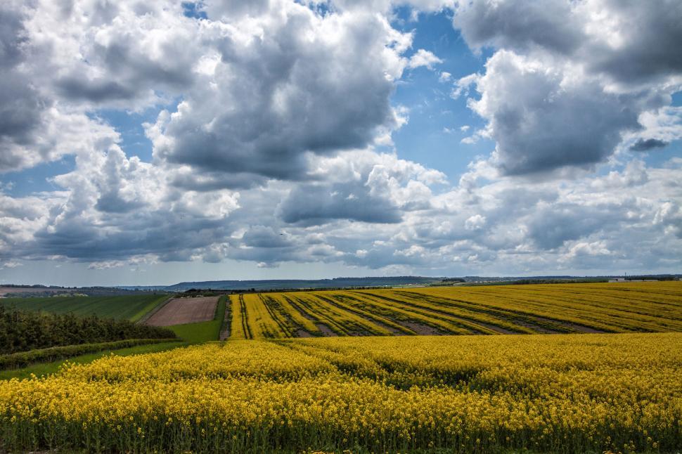 Free Image of A field of yellow flowers 