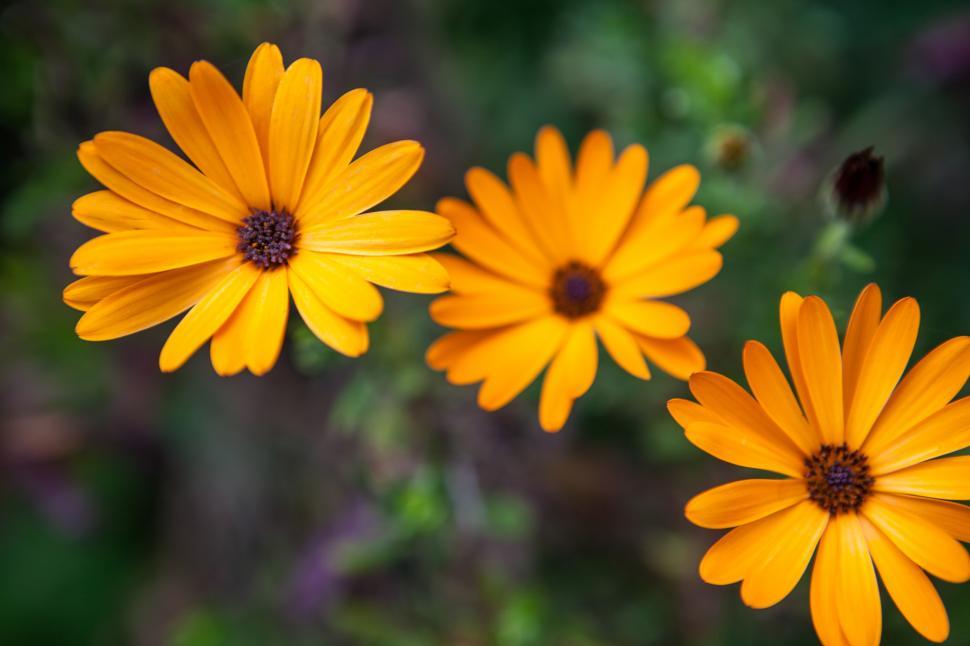 Free Image of A group of yellow flowers 
