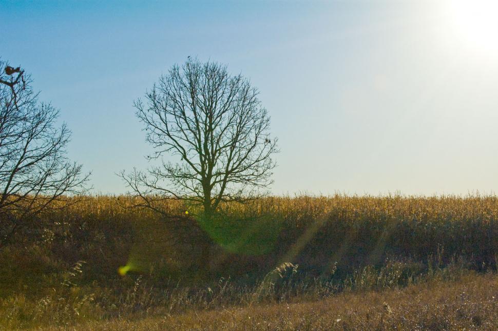Free Image of Sun Rise & Corn Fields 
