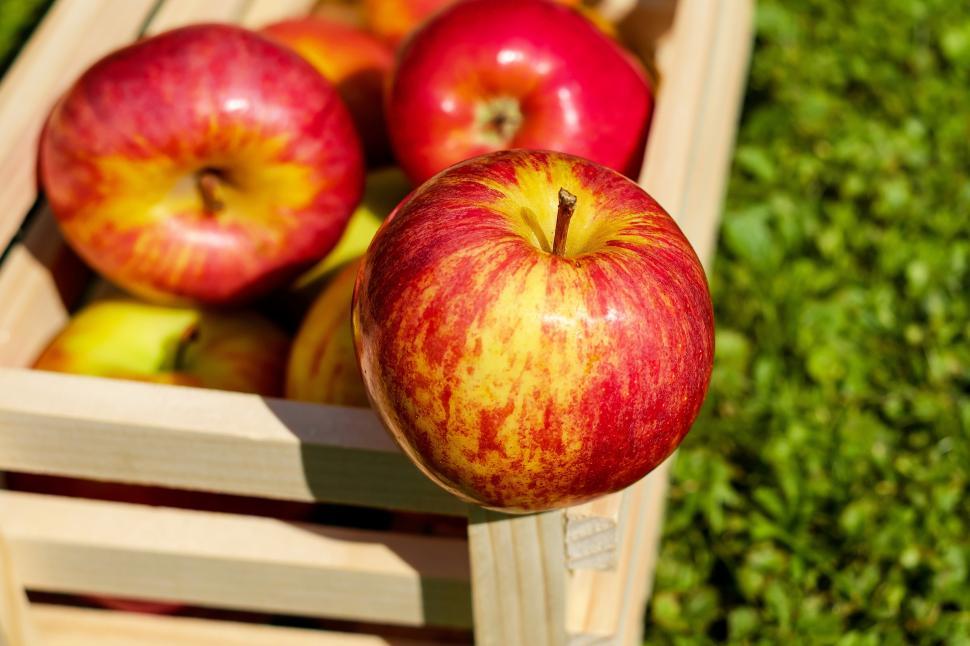 Free Image of A group of apples in a wooden crate 