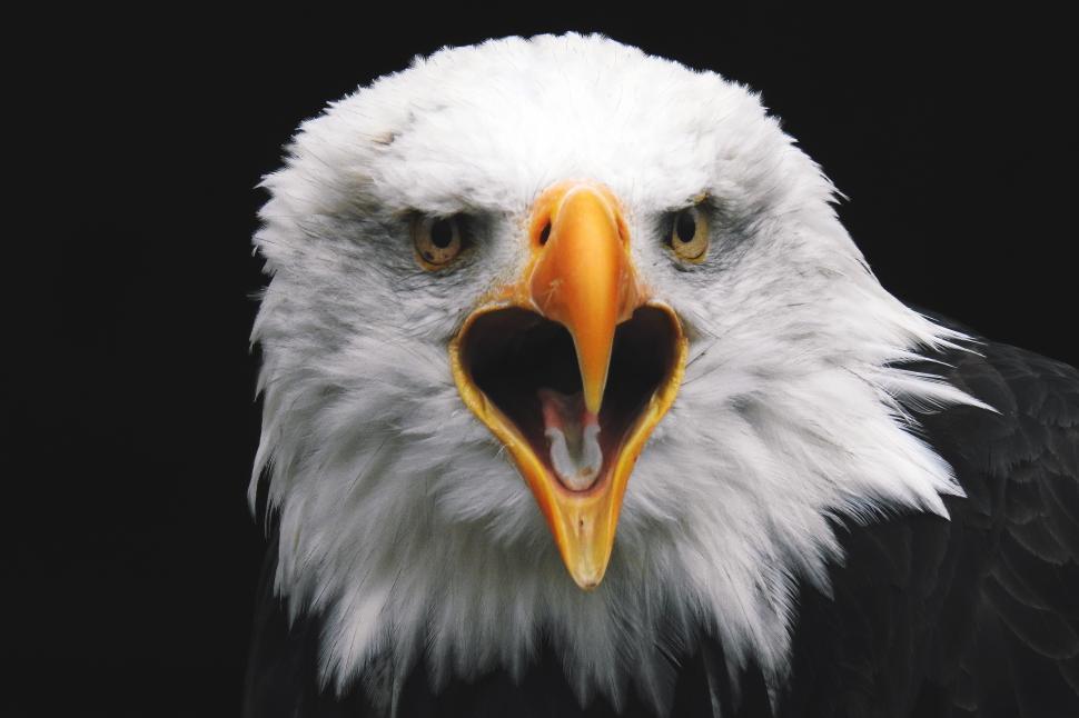 Free Image of A bald eagle with its mouth open 