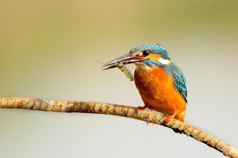 Free Image of A bird on a branch with a fish in its beak 