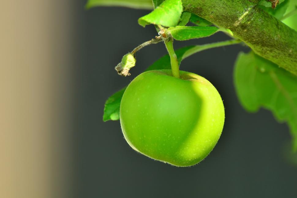 Free Image of A green apple on a tree 