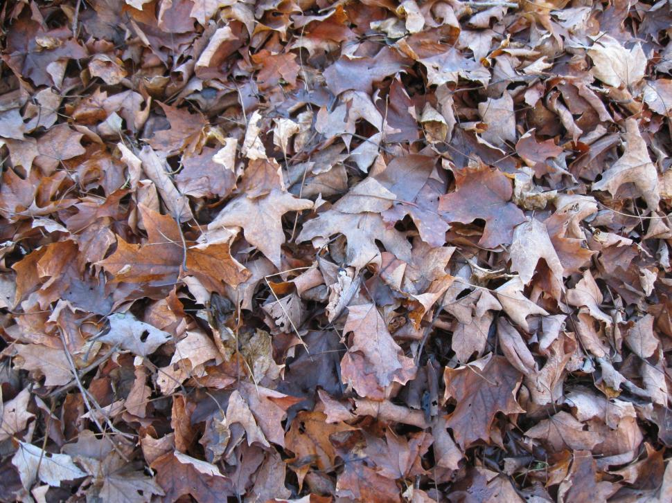 Free Image of Autumn Leaves 