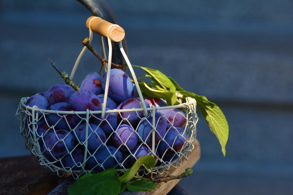 Free Image of Plums in Basket Free Stock Photo 