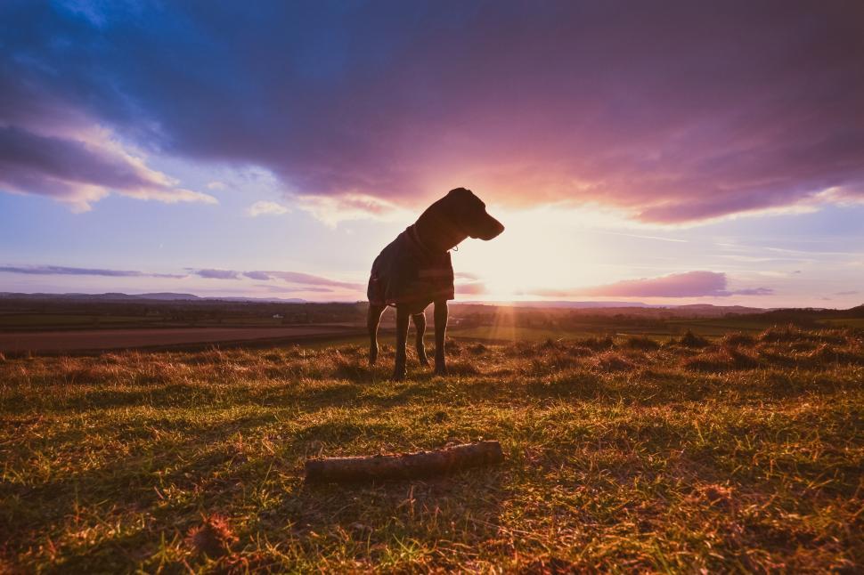 Free Image of Dog At Sunset Free Stock Photo 