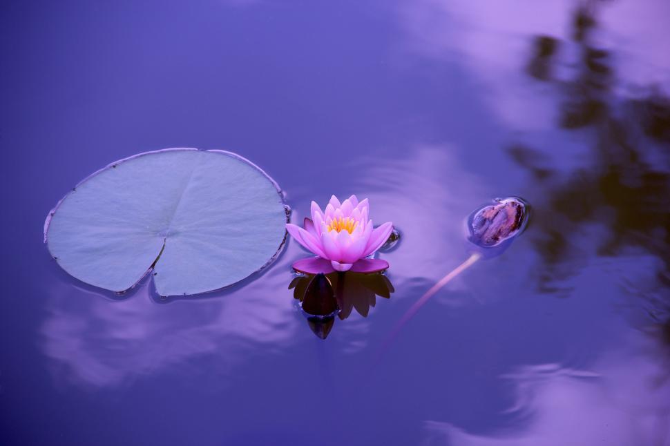 Free Image of A lily pad and a flower in water 