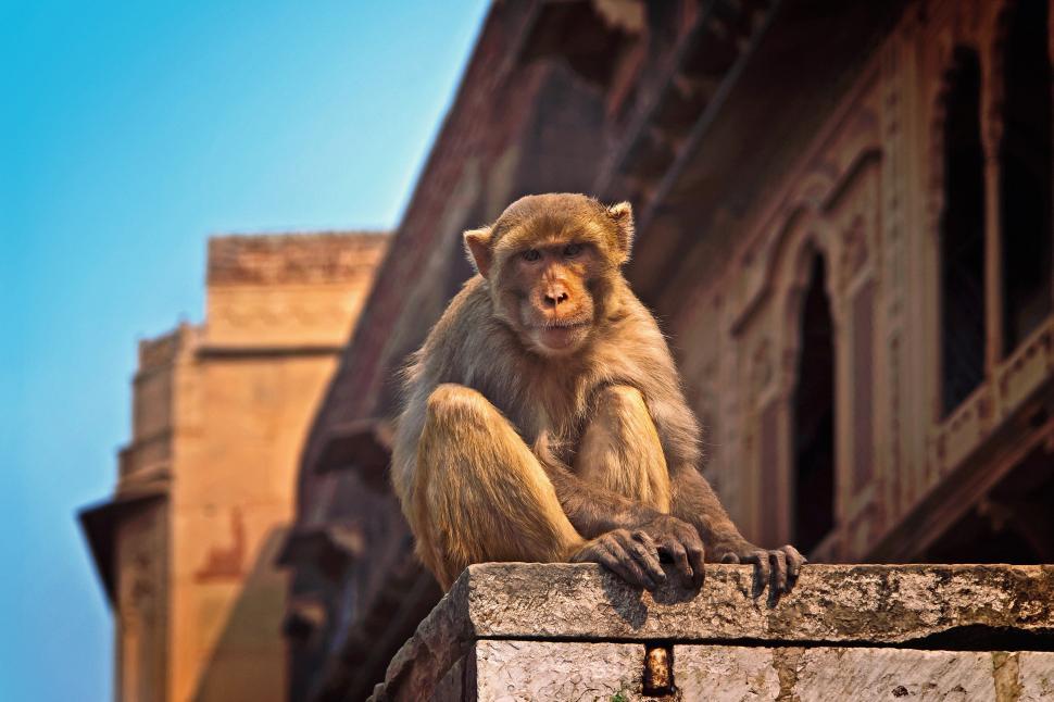 Free Image of A monkey sitting on a ledge 