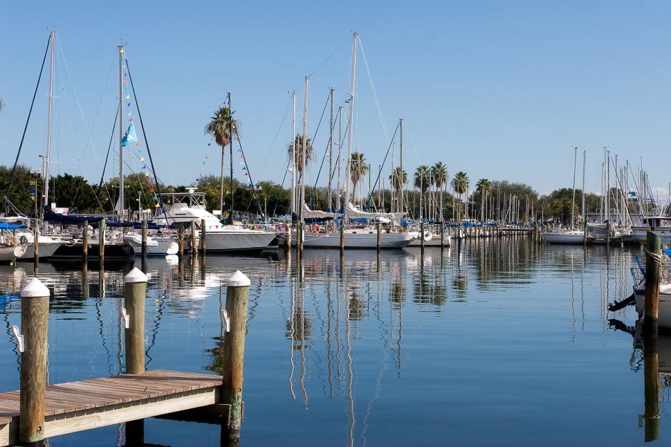 Free Image of Bustling Marina With Boats and Palm Trees 