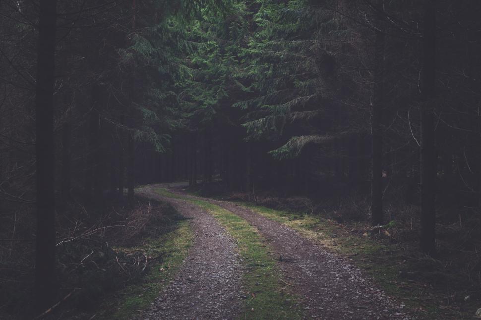 Free Image of A dirt road through a forest 