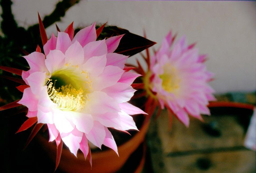 Free Image of Cactus blooms 