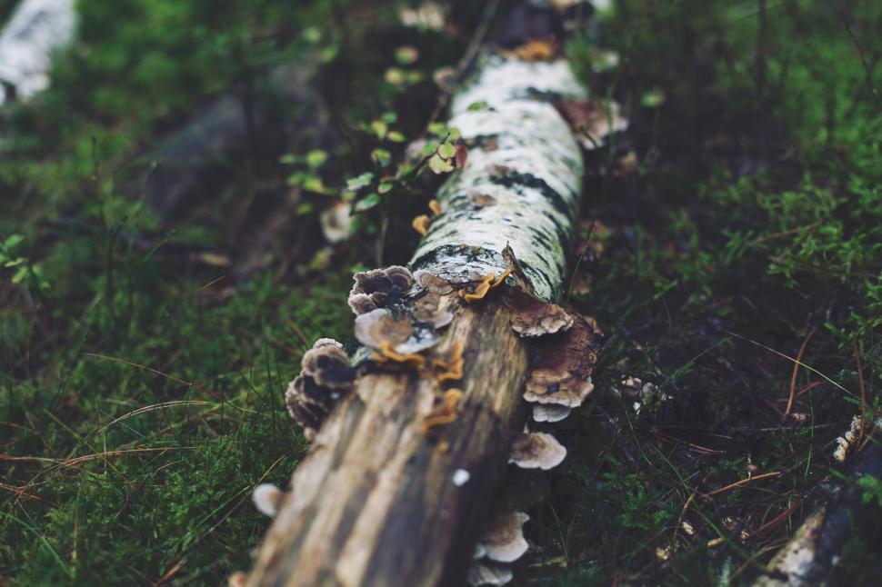 Free Image of A log with mushrooms on it 