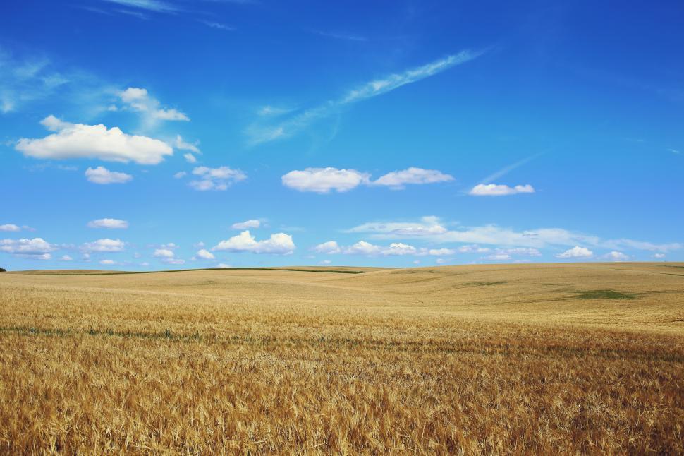 Free Image of A field of grass under a blue sky 