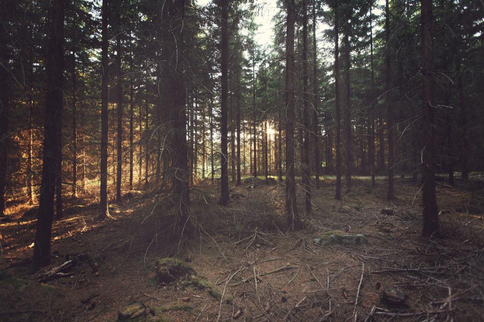 Free Image of A forest with trees and dirt 