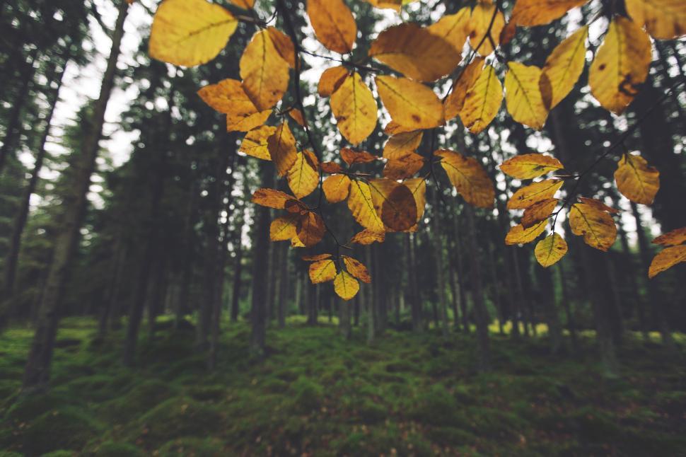 Free Image of A tree branch with yellow leaves 