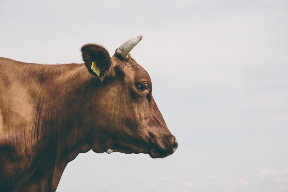 Free Image of A cow with horns and a yellow tag 