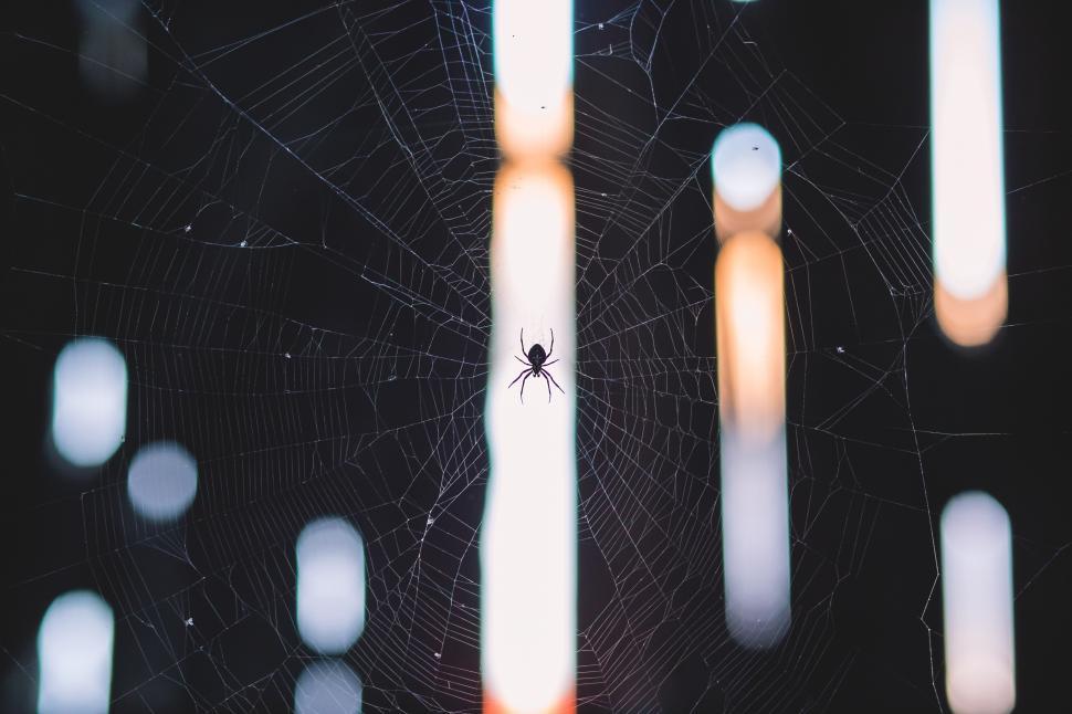 Free Image of A spider in a web 