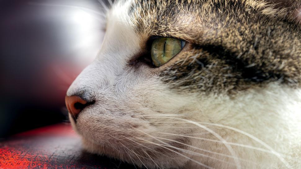 Free Image of Close-Up of Cats Face With Blurry Background 
