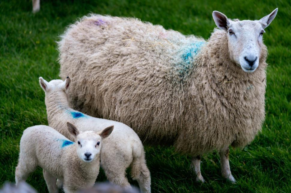 Free Image of A sheep with two lambs 