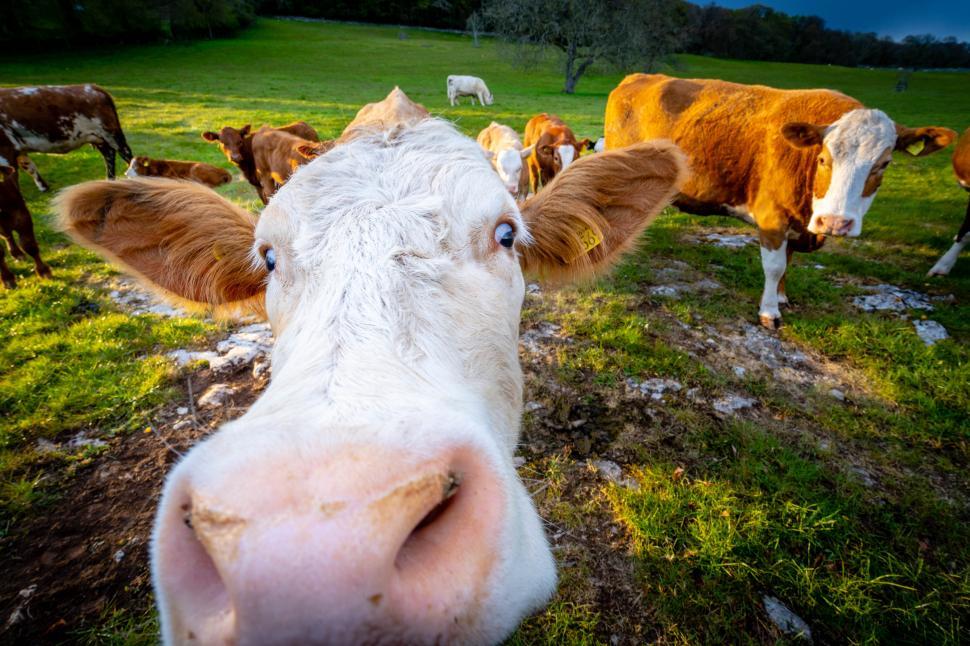 Free Image of A close up of a cow s face 