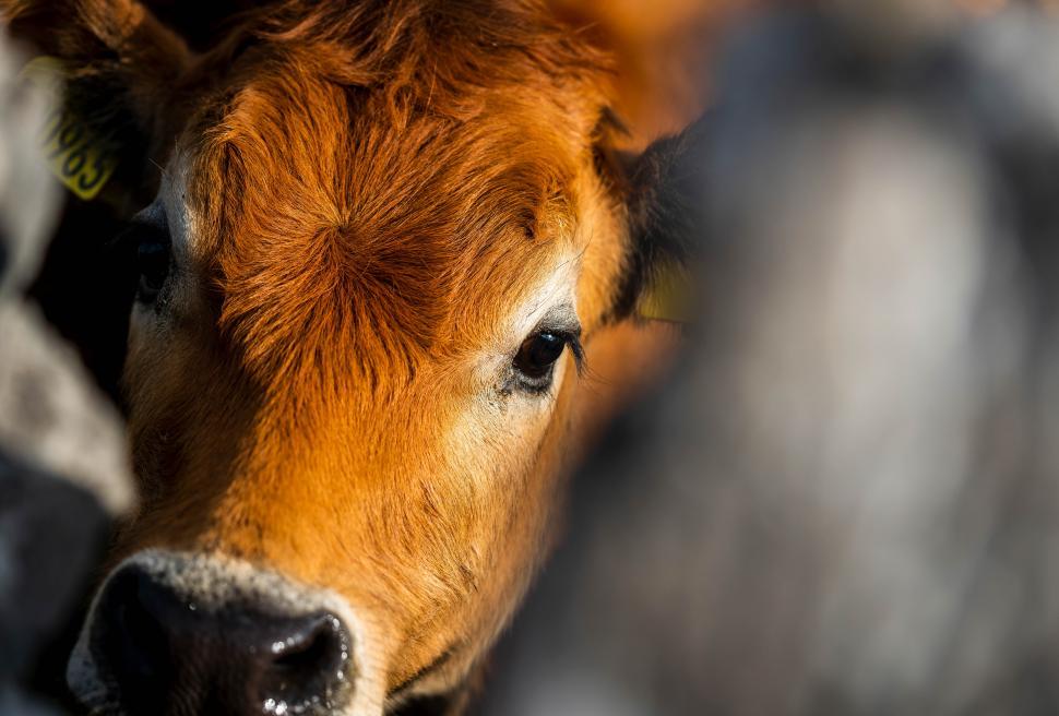 Free Image of A cow looking at the camera 