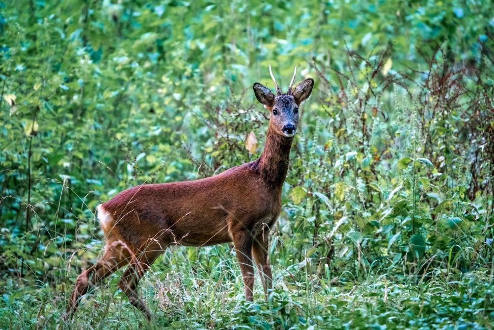 Free Image of A deer standing in a grassy area 