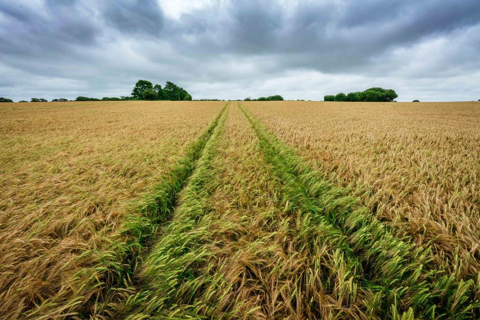 Free Image of A field of wheat with tire tracks 