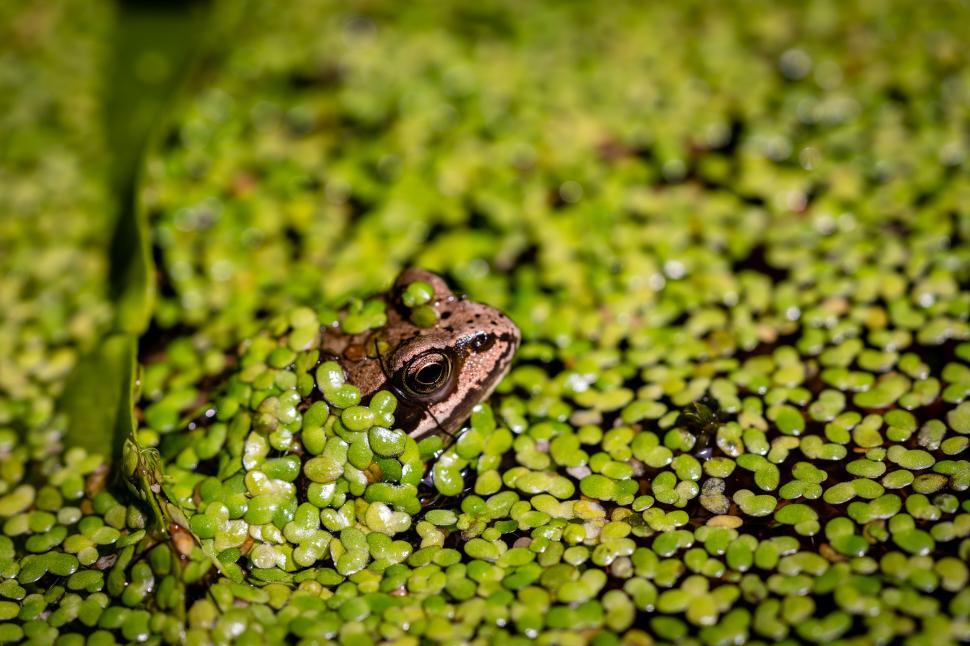 Free Image of A frog in a pond 