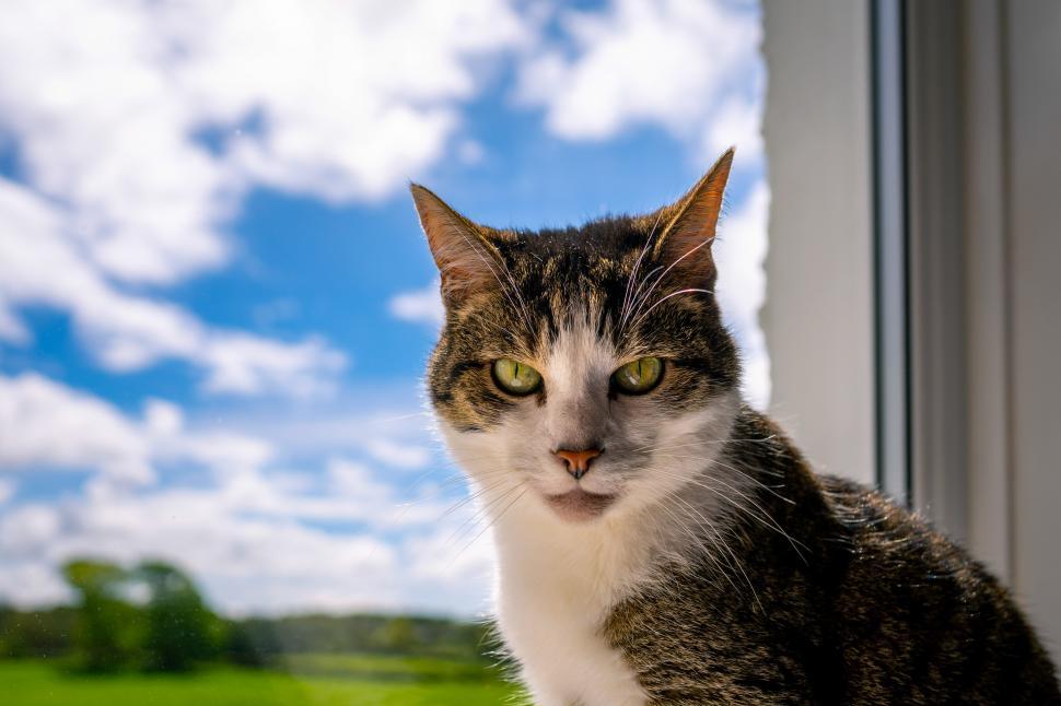 Free Image of A cat sitting in a window 