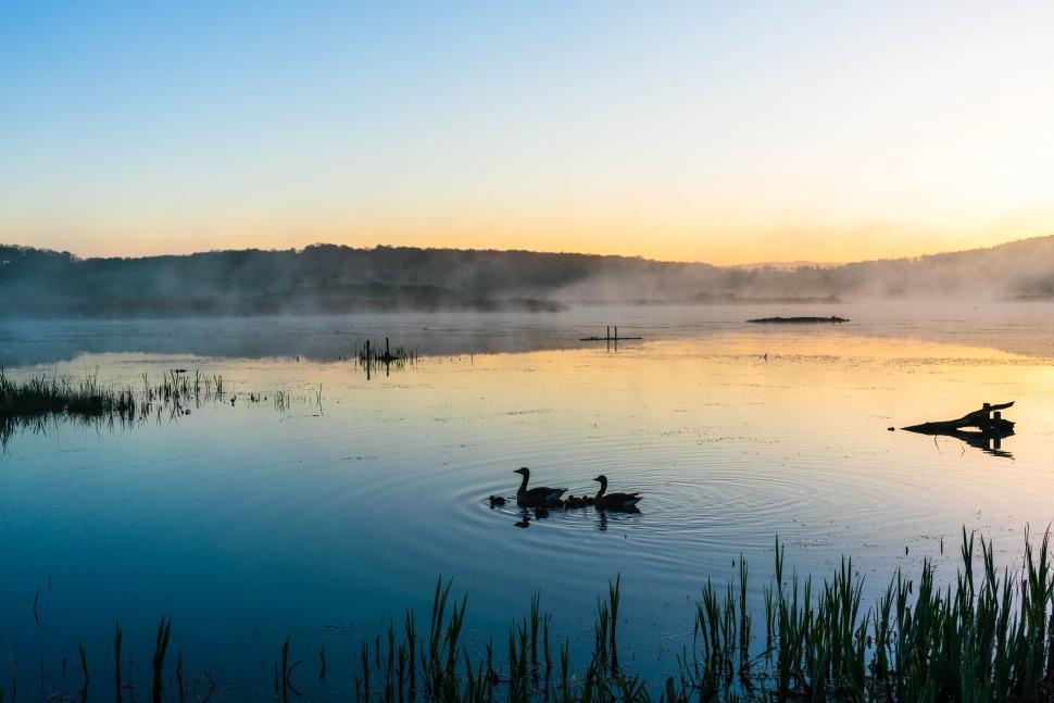 Free Image of Ducks swimming in a lake 