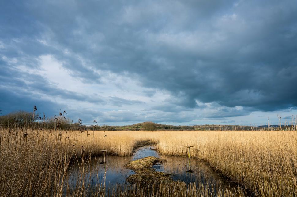 Free Image of A marsh with a stream of water and tall grass 