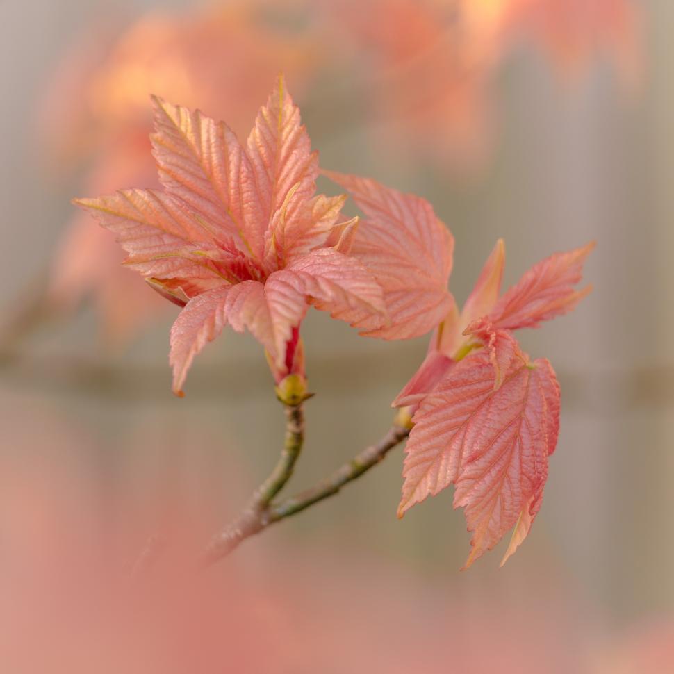Free Image of A close up of a branch with pink leaves 