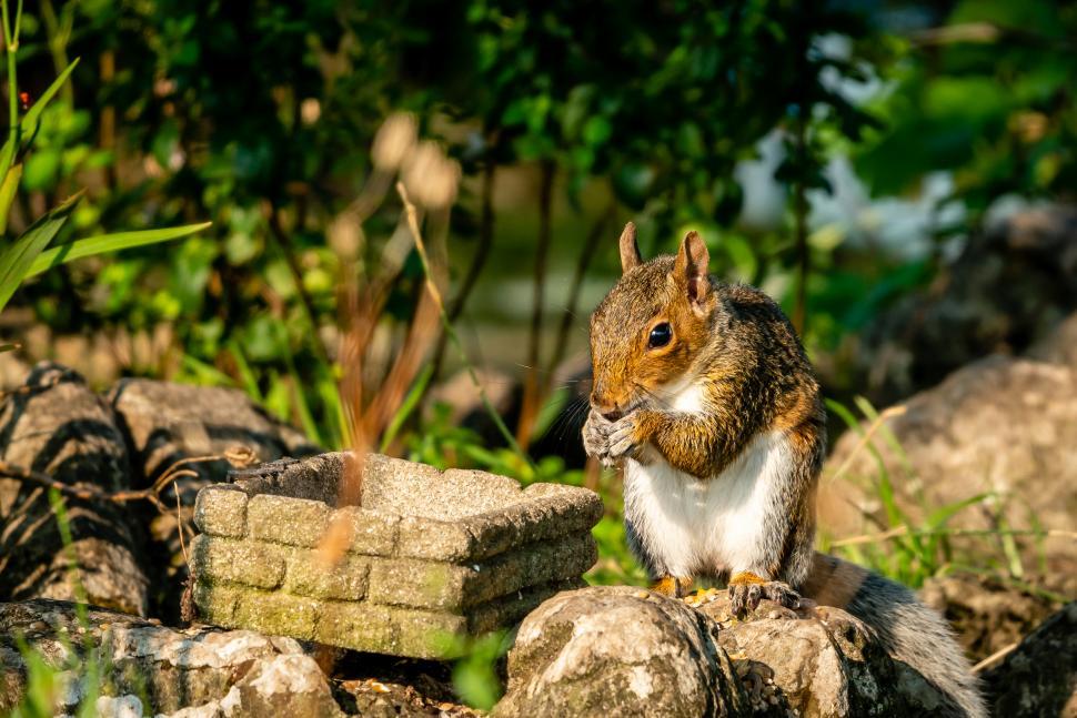 Free Image of A squirrel standing on rocks with a stone object in front of it 
