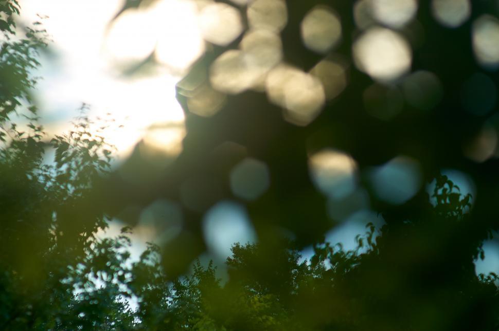 Free Image of A blurry image of trees and sun 