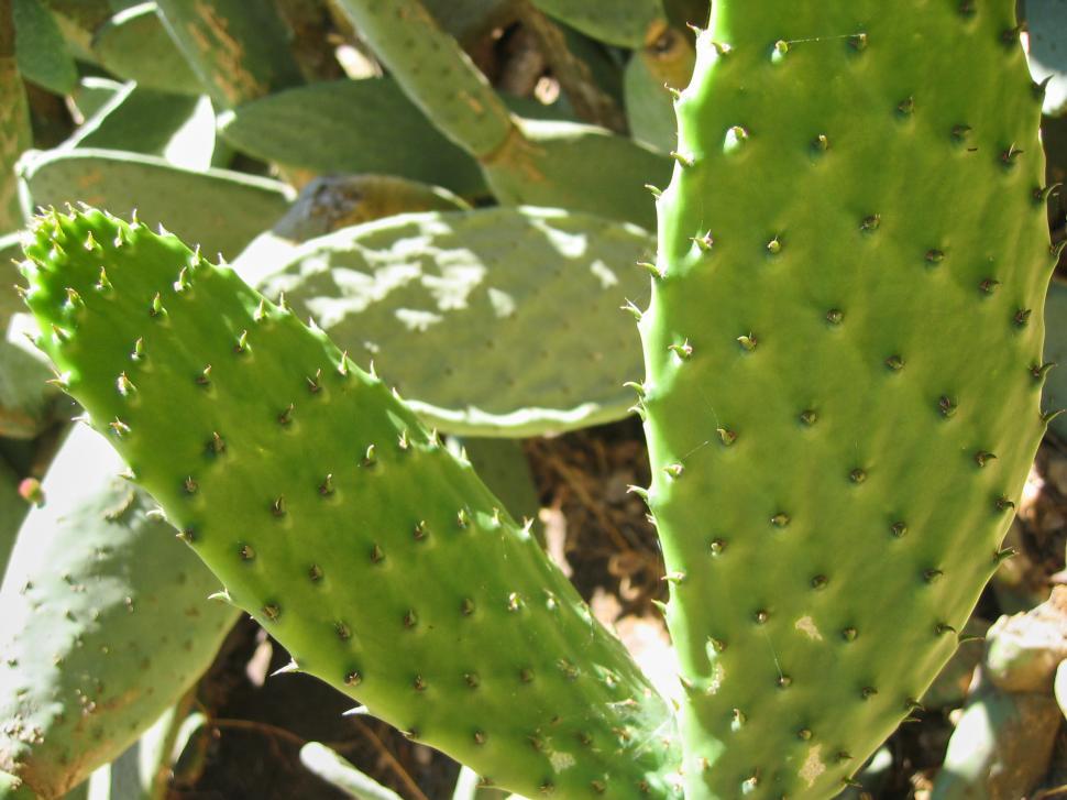 Free Image of A close up of a cactus 
