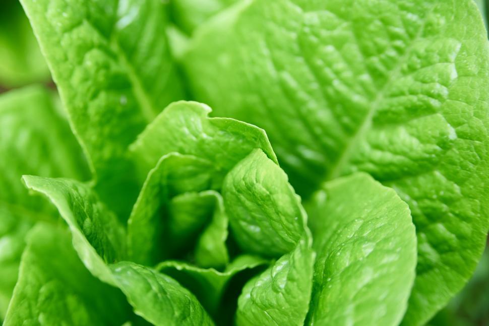 Free Image of Close up of a green leafy plant 