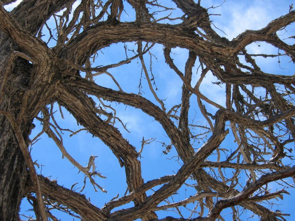 Free Image of A tree with many branches 