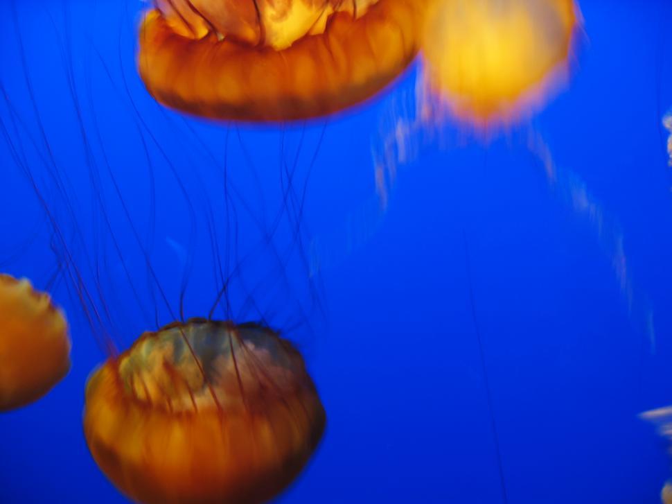 Free Image of A group of jellyfish in water 