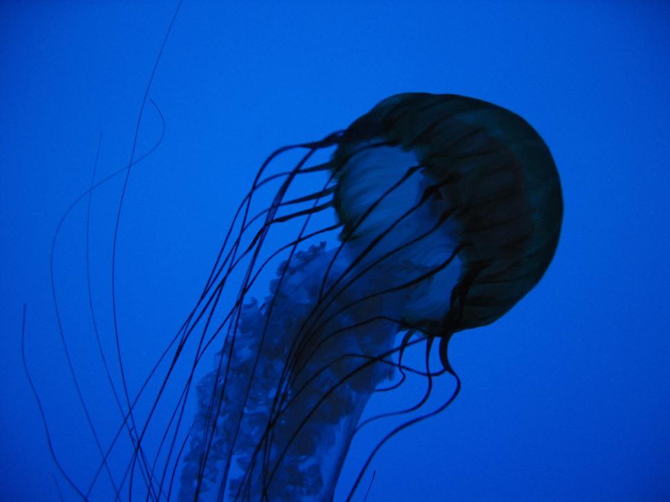 Free Image of A jellyfish in the water 