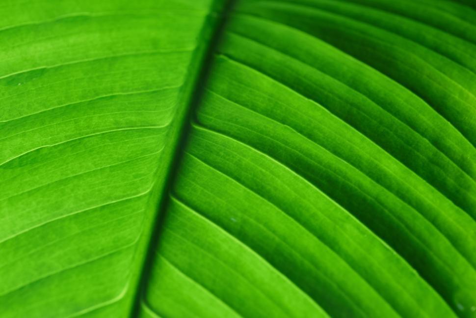 Free Image of Close up of a green leaf 