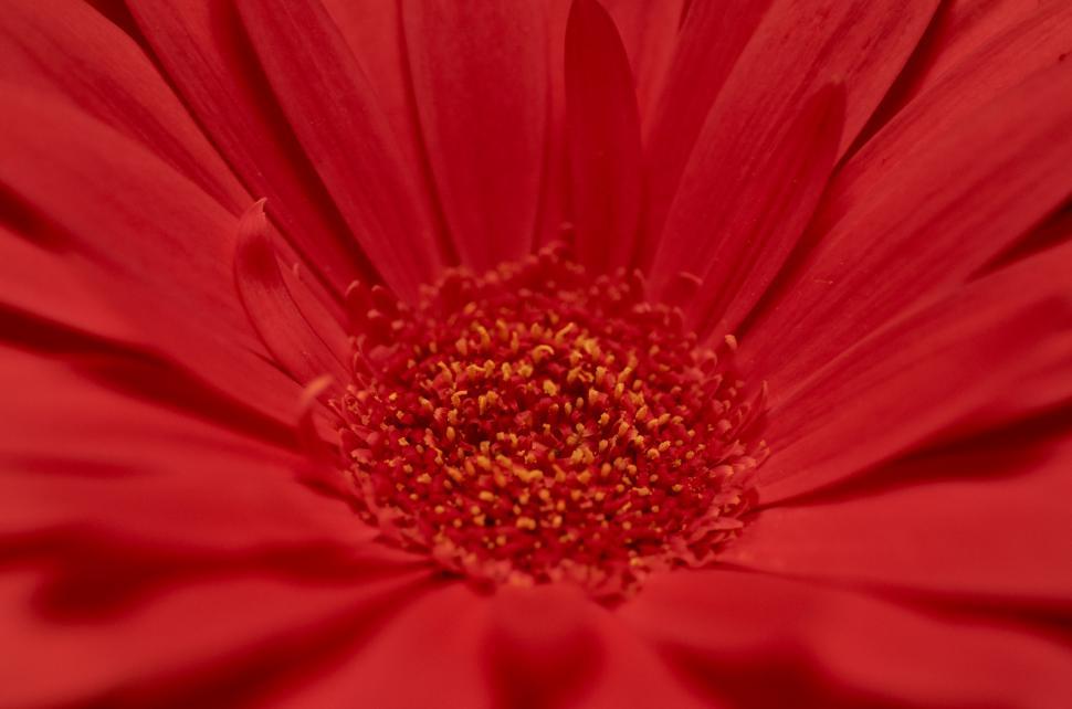 Free Image of A close up of a red flower 