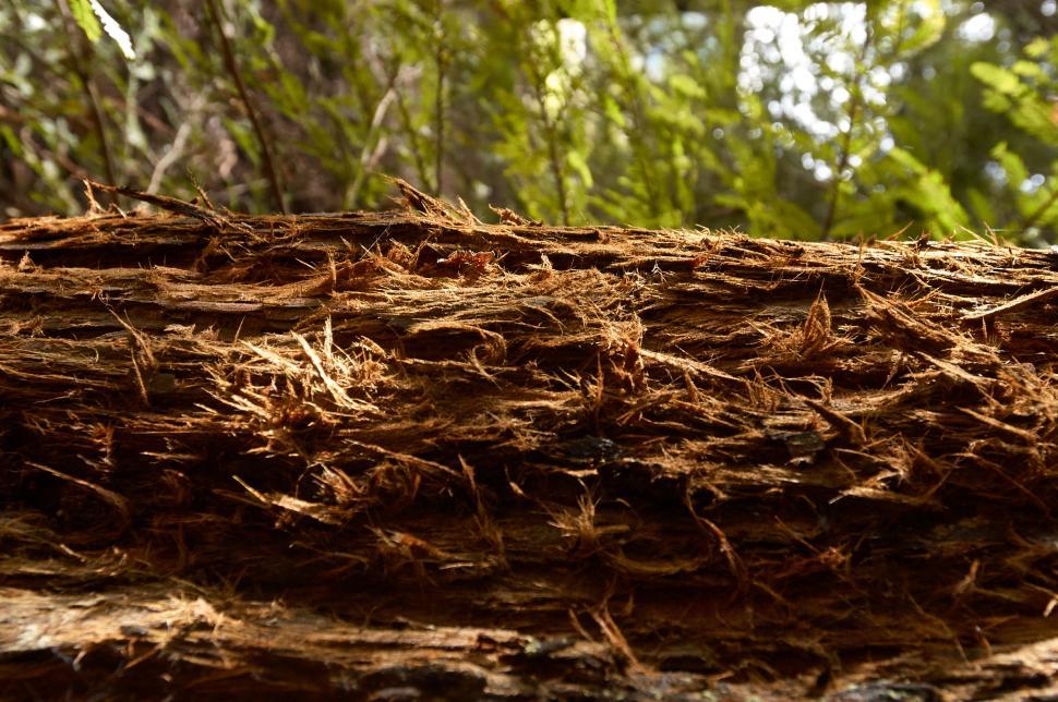 Free Image of A close up of a log 