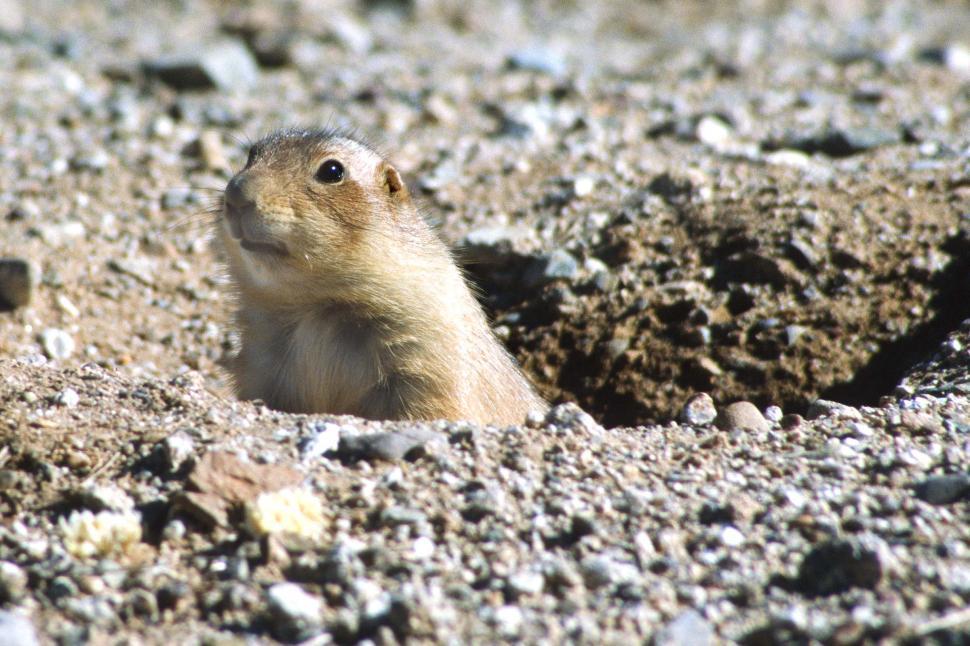 Free Image of Prairie Dog poking out of a hole 
