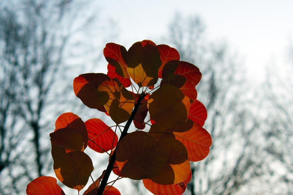 Free Image of Autumn leafs 