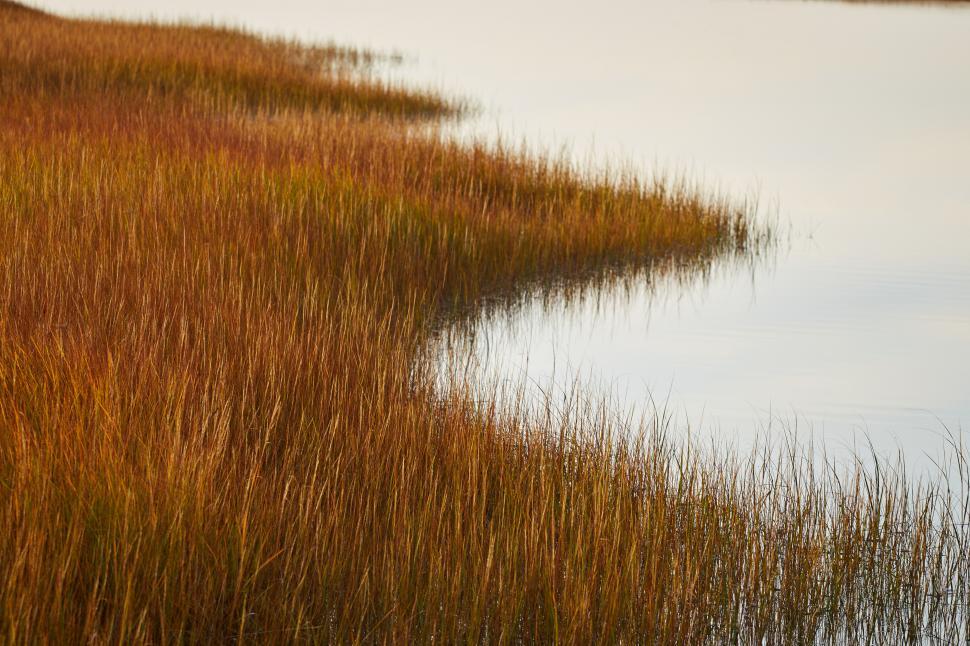 Free Image of A water with grass and a body of water 