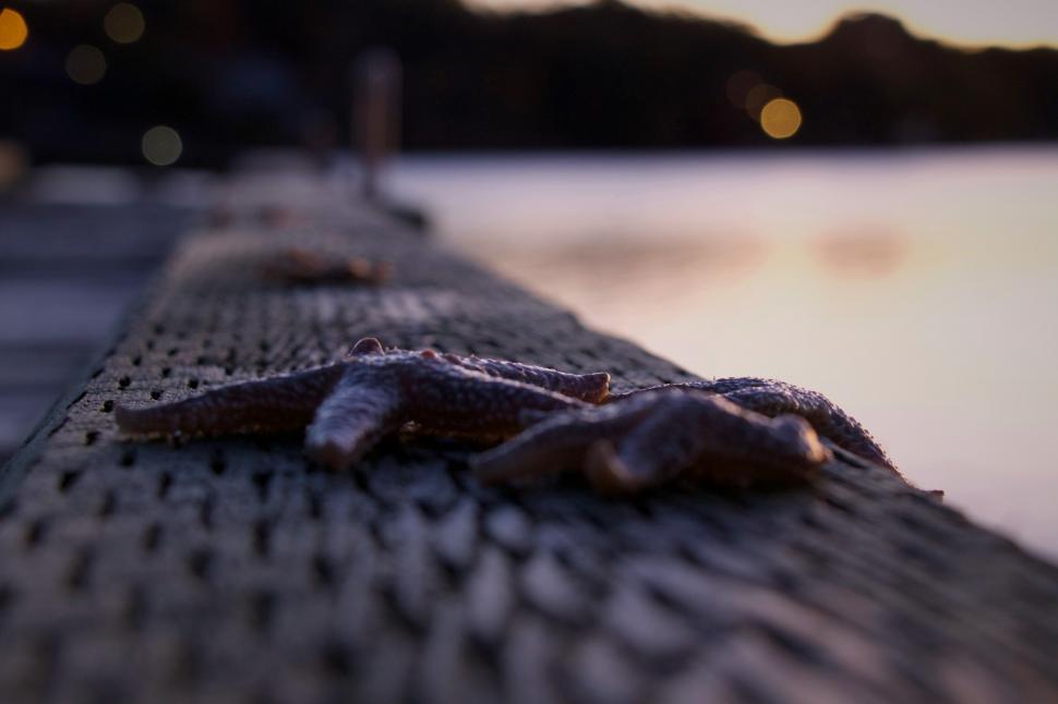 Free Image of Starfish on a wood surface 