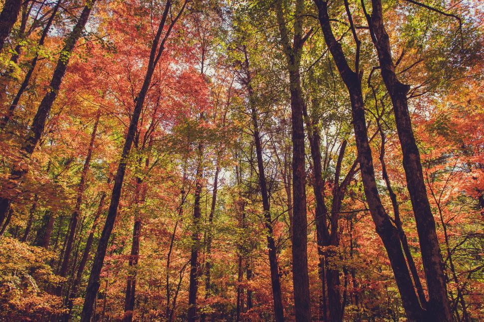 Free Image of A group of trees with colorful leaves 