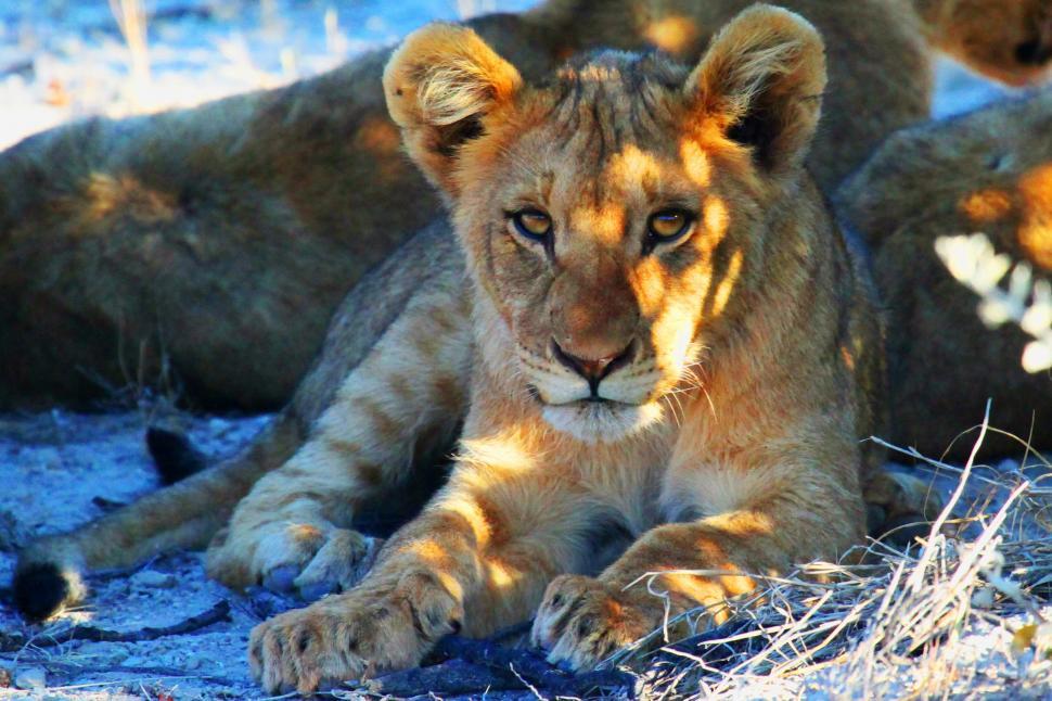 Free Image of A lion cub lying down 